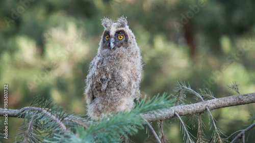 long eared owl