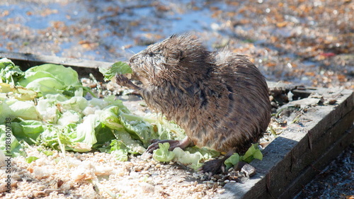 small bird in the nest