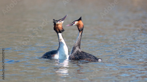 great crested grebe