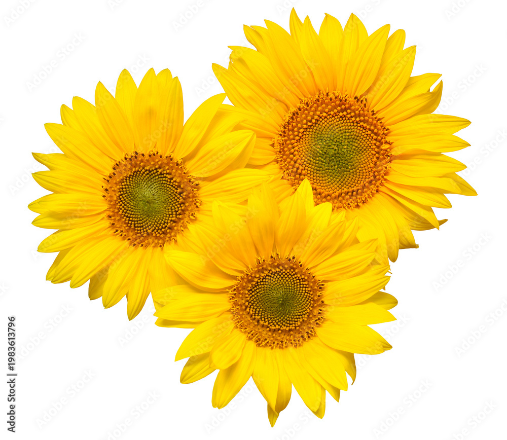Naklejka premium Flower bouquet with three sunflowers isolated on white background. The seeds and oil. Floral arrangement. Picturesque and conceptual scene. Flat lay, top view