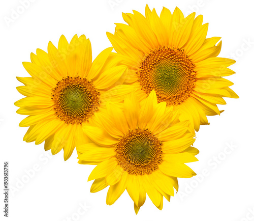 Flower bouquet with three sunflowers isolated on white background. The seeds and oil. Floral arrangement. Picturesque and conceptual scene. Flat lay, top view