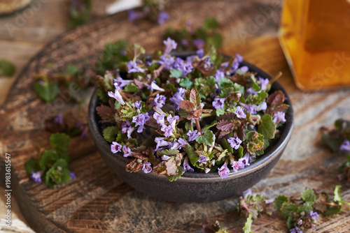 Fresh ground-ivy flowers in a bowl. Wild edible plant harvested in spring.
