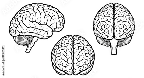 Human brain anatomical vector set, medical illustration of cerebral cortex from side and top views, neurology diagram for science education