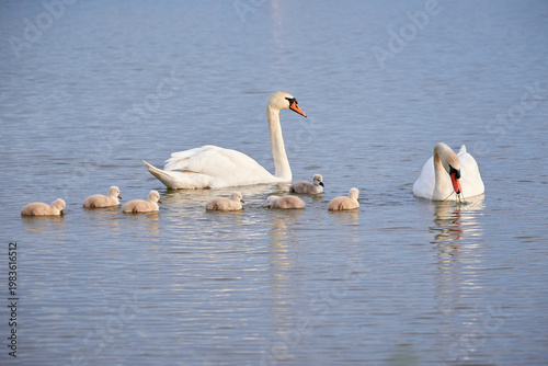 Mute Swans with cygnets on a lake eating vegetation ( Cygnus Olor )