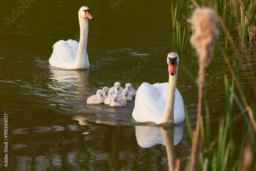 Mute Swans with cygnets on a lake eating vegetation ( Cygnus Olor )