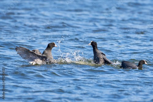 Eurasian Coots fighting over territory ( Fulica Atra ). Birds Fighting