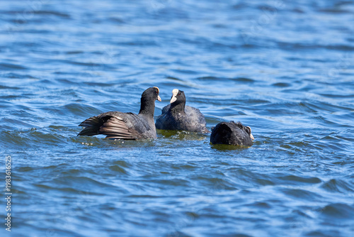 Eurasian Coots fighting over territory ( Fulica Atra ). Birds Fighting