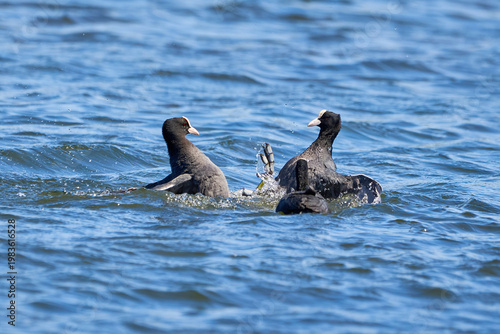 Eurasian Coots fighting over territory ( Fulica Atra ). Birds Fighting