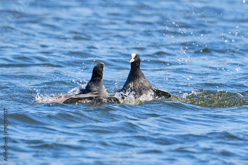 Eurasian Coots fighting over territory ( Fulica Atra ). Birds Fighting
