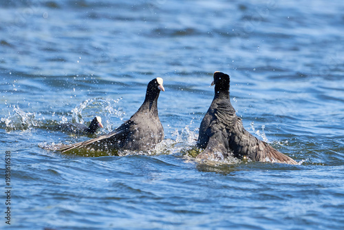 Eurasian Coots fighting over territory ( Fulica Atra ). Birds Fighting