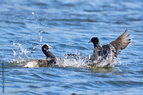 Eurasian Coots fighting over territory ( Fulica Atra ). Birds Fighting
