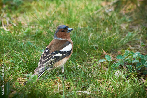 Common Chaffinch bird searching for seeds ( Fringilla coelebs )