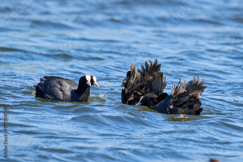 Eurasian Coots fighting over territory ( Fulica Atra ). Birds Fighting