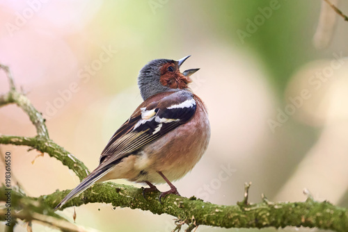 Common Chaffinch bird sitting on a branch and sing ( Fringilla coelebs )