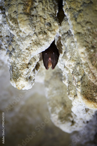 Lesser horseshoe bat hanging in a cave (Rhinolophus hipposideros)