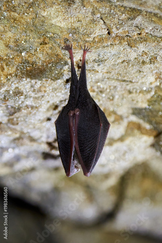 Lesser horseshoe bat hanging in a cave (Rhinolophus hipposideros)