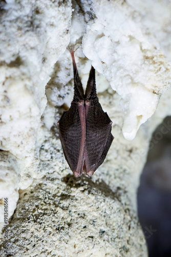 Lesser horseshoe bat hanging in a cave (Rhinolophus hipposideros)