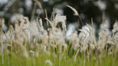 Schilderij op canvas Field of Fluffy White Cogongrass Plumes Swaying in a Summer Breeze