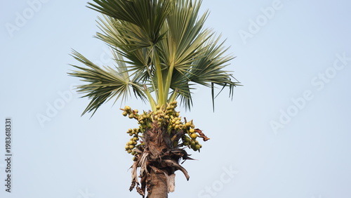 Cuadro en lienzo Asian Palmyra Palm Tree with Clusters of Ripening Borassus Flabellifer Fruit