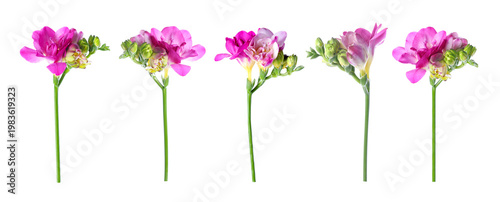 Magenta freesia flowers isolated on white, set