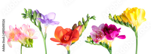 Vibrant freesia flowers isolated on white, set