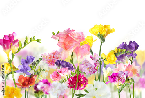 Beautiful freesia flowers on white background, selective focus