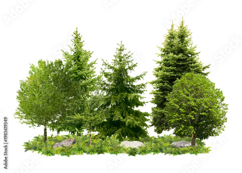 Different green trees and vibrant plants on white background