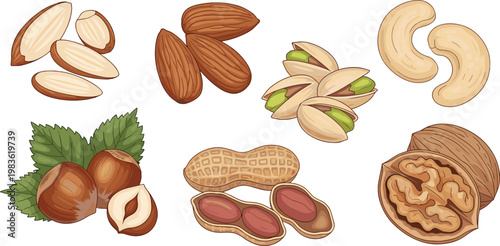 Assorted Nuts Collection with Almonds Pistachios Cashews Peanuts Hazelnuts and Walnuts Detailed Healthy Snack Food Vector Illustration Set