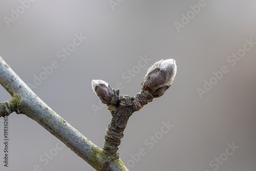 Φωτογραφία Macro shot of Malus domestica buds in early development on a branch with moss an