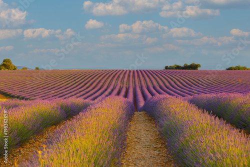 Soft  focus on lavender flowers, beautiful purple lavender field in Gordes, la provence,  France