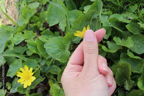 Human hand showing gesture on green natural background with copy space