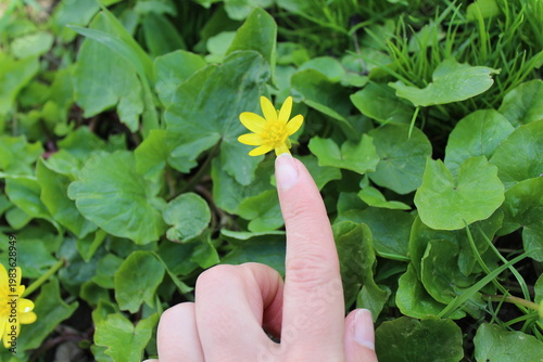 Human hand showing gesture on green natural background with copy space
