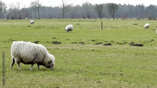 Sheep grazing on green pasture, one sheep in the foreground bending down to eat while others are scattered in the background under a cloudy sky in a rural landscape