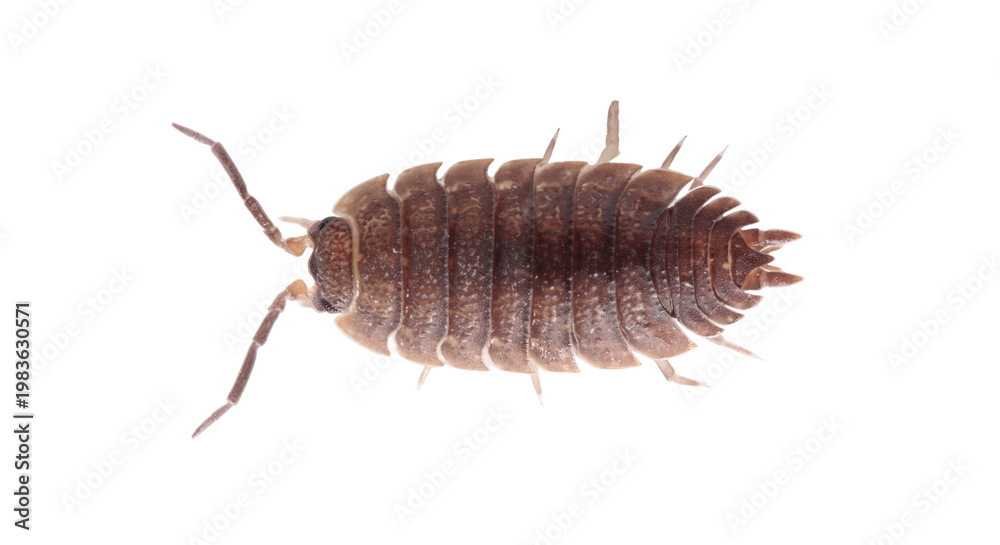 Fototapeta premium The pill bug cockroach