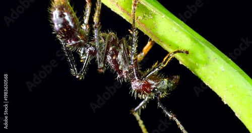 Close up of a Bullet Ant, (Paraponera clavata) one of the biggest Amazonian ants and famed for its powerful sting. In Napo province, Ecuador. 