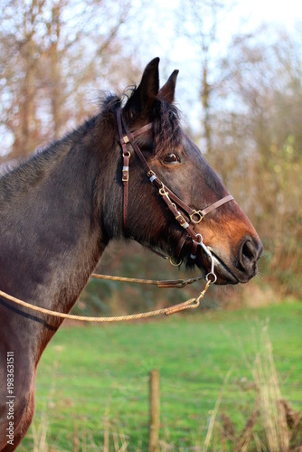 Foto Western horse ready to go