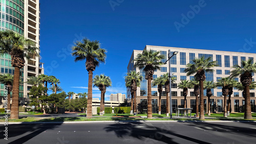 Bild auf Leinwand Palm trees and modern office buildings downtown