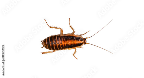 Photos cockroach closeup