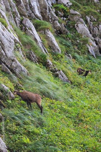 A Tatra chamois on a mountainside in the Tatra National Park