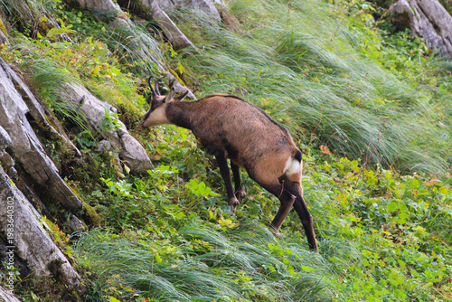 A Tatra chamois on a mountainside in the Tatra National Park