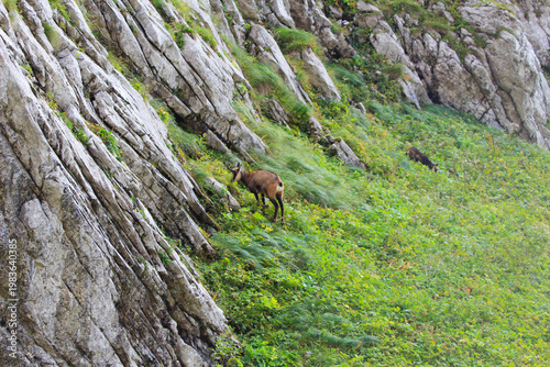 A Tatra chamois on a mountainside in the Tatra National Park