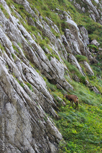 A Tatra chamois on a mountainside in the Tatra National Park