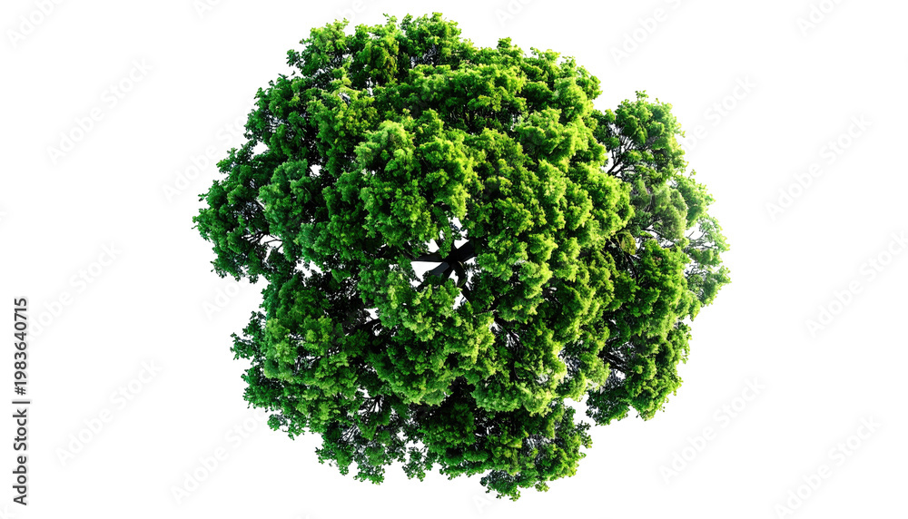 Obraz premium Lush green tree top, viewed from above, against a stark black background
