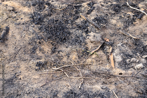 Obraz na plátne Burnt ground texture with ashes of dry grass and branches