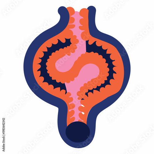 Inner ear cochlea spiral structure