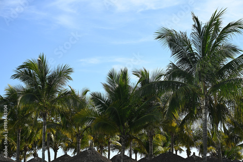 palm trees on the beach