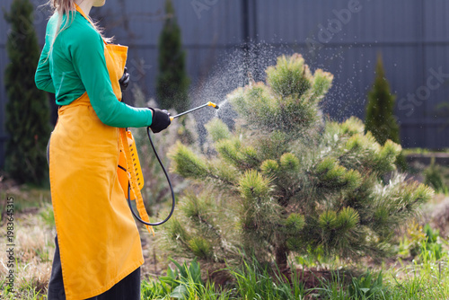 Spraying garden with fungicide insecticide fertilizer using sprayer tank to protect plants. Gardening equipment