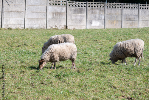 Sheep grazing in meadow