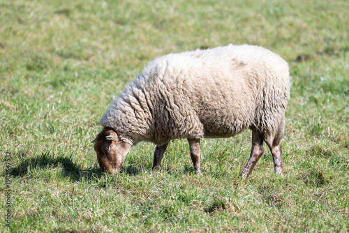 Sheep grazing in meadow