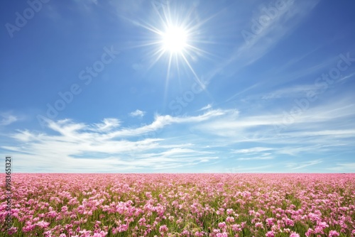 Bright Sunshine Over a Field of Pink Flowers Under a Blue Sky During Daytime